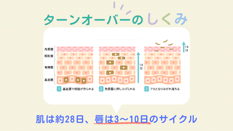 唇のターンオーバーは3~10日と、皮膚の28日よりも生まれ変わりが早い。肌の生まれ変わりの図解で解説。